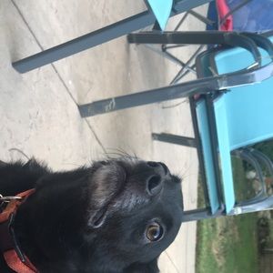 Meet your Posher, Karli